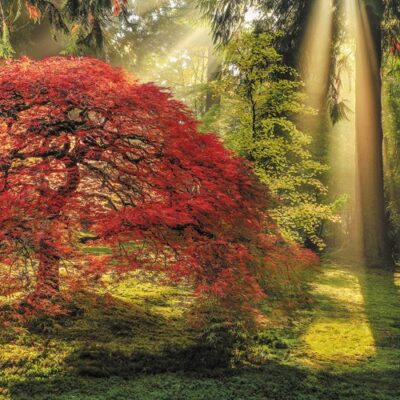 Puzzle Magic Forest - Guiding Light (1000 pièces) – Image 2